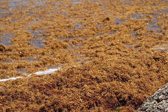 20260524_Birds_Sea Weed_Fisher_DSC05726