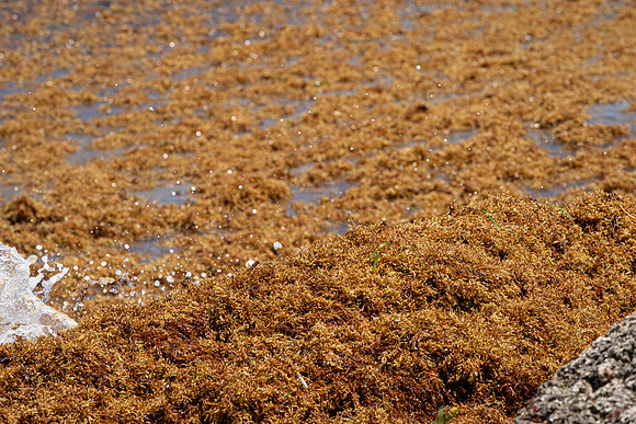 20260524_Birds_Sea Weed_Fisher_DSC05736