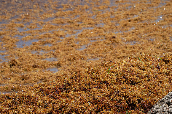 20260524_Birds_Sea Weed_Fisher_DSC05742