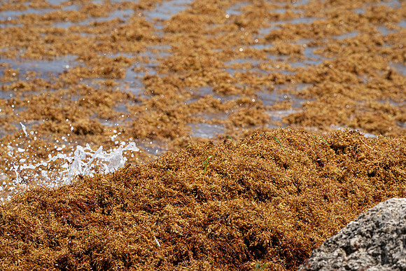 20260524_Birds_Sea Weed_Fisher_DSC05762