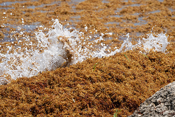 20260524_Birds_Sea Weed_Fisher_DSC05766