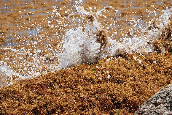 20260524_Birds_Sea Weed_Fisher_DSC05769