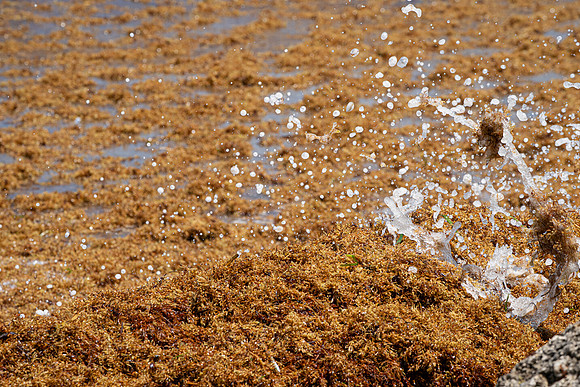 20260524_Birds_Sea Weed_Fisher_DSC05774