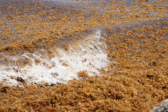 20260524_Birds_Sea Weed_Fisher_DSC05780