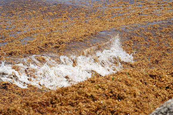 20260524_Birds_Sea Weed_Fisher_DSC05782