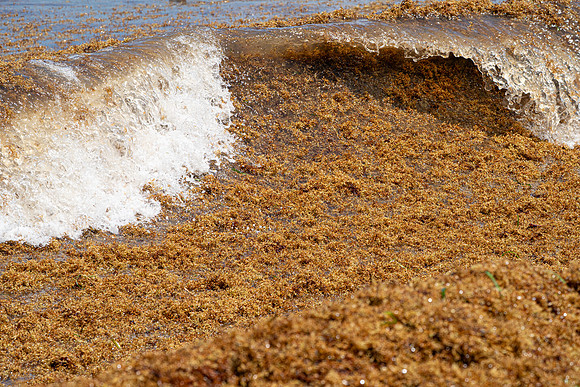 20260524_Birds_Sea Weed_Fisher_DSC05799