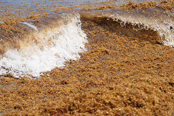 20260524_Birds_Sea Weed_Fisher_DSC05801