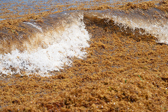 20260524_Birds_Sea Weed_Fisher_DSC05802