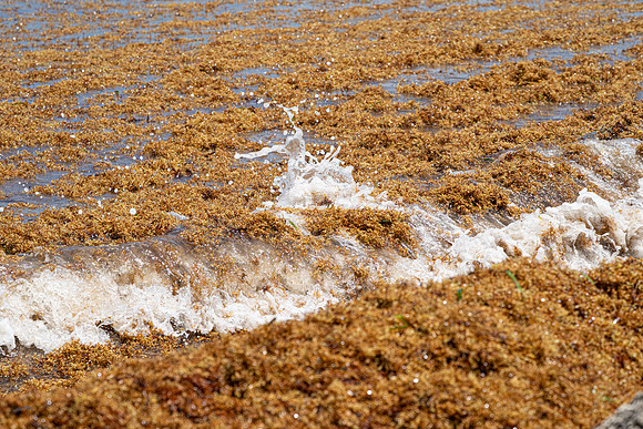 20260524_Birds_Sea Weed_Fisher_DSC05810