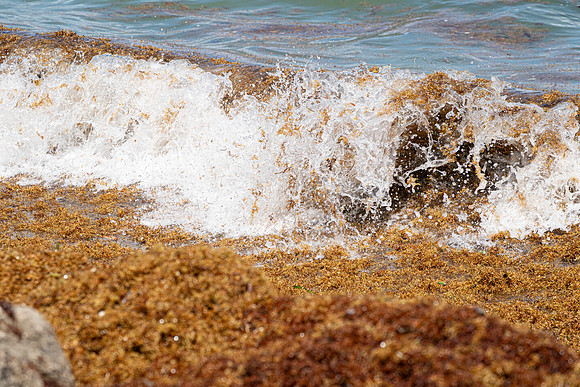 20260524_Birds_Sea Weed_Fisher_DSC05840