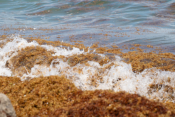 20260524_Birds_Sea Weed_Fisher_DSC05853