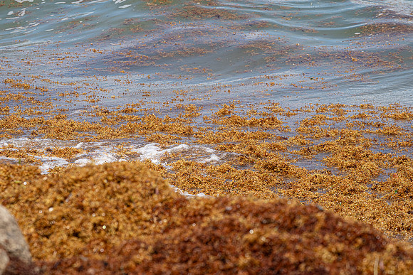 20260524_Birds_Sea Weed_Fisher_DSC05860