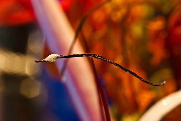 3029_macro_photography_5L8Y9650