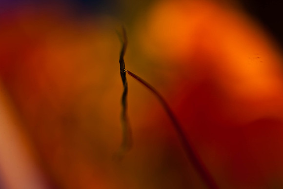 3029_macro_photography_5L8Y9654-2