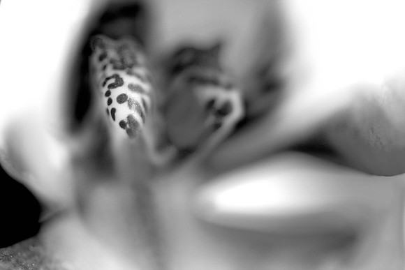 24X36_BW_3025_BW_Flowers_Plants_60mm_Miami_FL_20090522-5L8Y9019