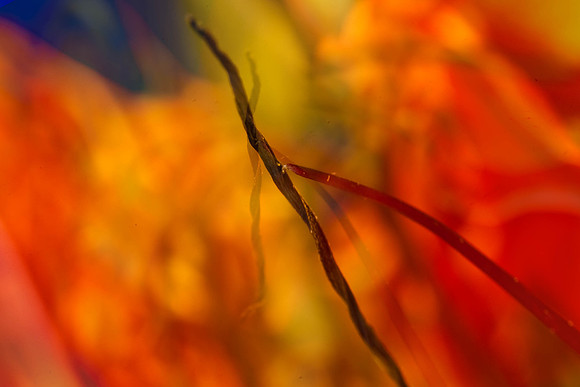 3029_macro_photography_5L8Y9656