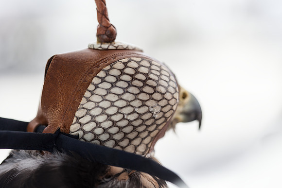 7036_DG_Fisher_Island_Bird_Falcon_Miami_FL_IMG_2171