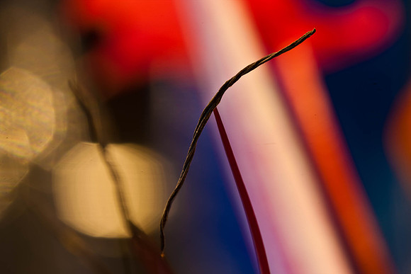 3029_macro_photography_5L8Y9630-2