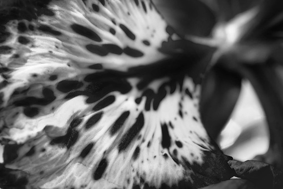 24x36_BW_3023_DG_FLOWERS_60nn_MACRO_LENSE_MIAMI_FL_20090524_5L8Y9355