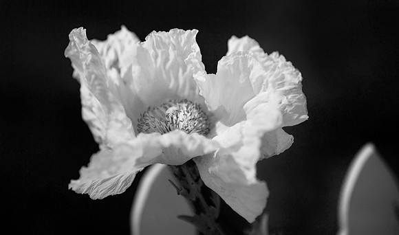 36X62_BW_06602_BW_COLOR_MENDOCINO_CALIFORNIA_CA_USA_2007_95