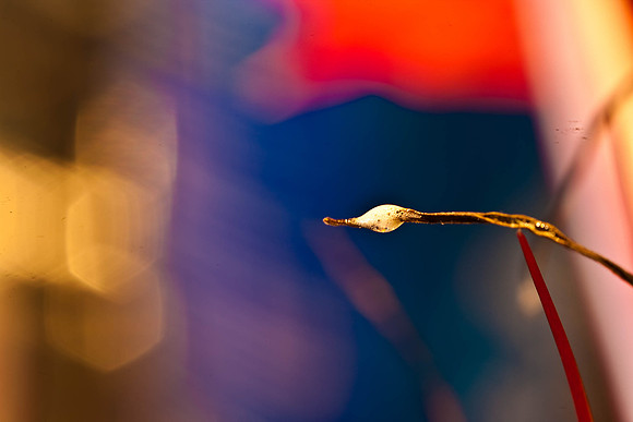 3029_macro_photography_5L8Y9648
