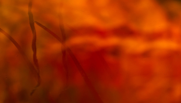 3029_macro_photography_5L8Y9658_48_84