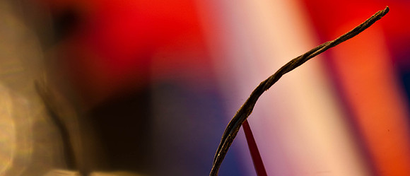 3029_macro_photography_5L8Y9630_top