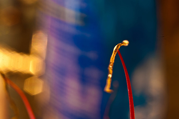 3029_macro_photography_5L8Y9640