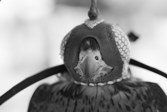 7036_DG_Fisher_Island_Bird_Falcon_Miami_FL_IMG_2181