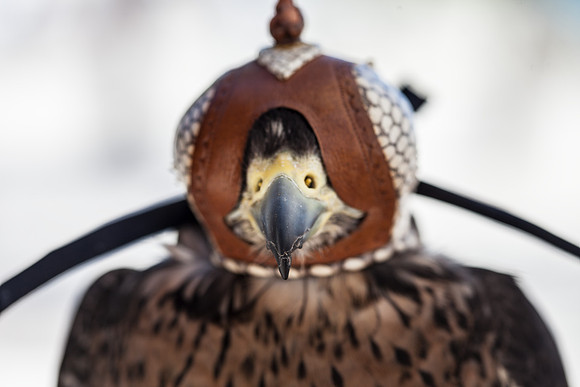 7036_DG_Fisher_Island_Bird_Falcon_Miami_FL_IMG_2174