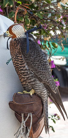 7036_DG_Fisher_Island_Bird_Falcon_Miami_FL_IMG_2187