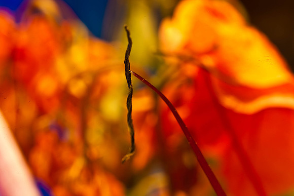 3029_macro_photography_5L8Y9656-2