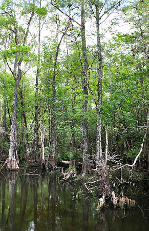 11X17_COLOR_2528_EVERGLADES_MIAMI_FLORIDA_20090316-5L8Y3040-2