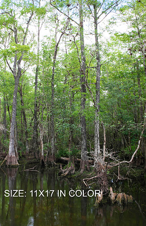 11X17_COLOR_2528_EVERGLADES_MIAMI_FLORIDA_20090316-5L8Y3040