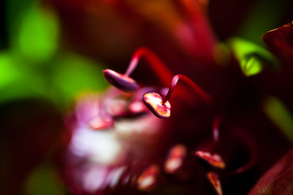 3029_macro_photography_5L8Y9716