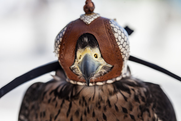 7036_DG_Fisher_Island_Bird_Falcon_Miami_FL_IMG_2175