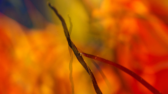 3029_macro_photography_5L8Y9656_28_50_inch