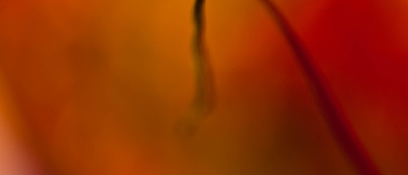 3029_macro_photography_5L8Y9654_botom