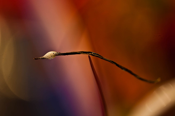 3029_macro_photography_5L8Y9653
