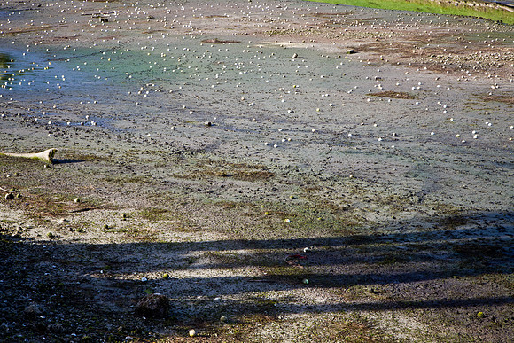 6057_DG_Golf_Drainage_Prtoject_Fisher_FL_AL1B4565
