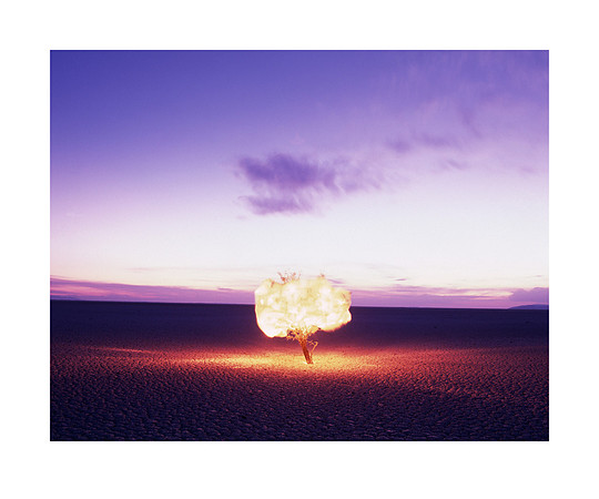 Tree of Light