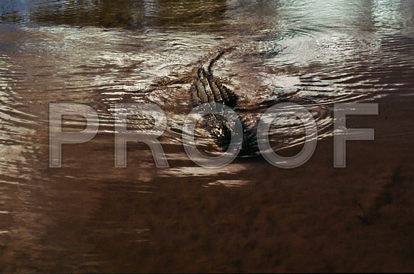 85654_SL_COLOR_EVERGLADES_FL_97_8