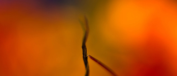 3029_macro_photography_5L8Y9654_top