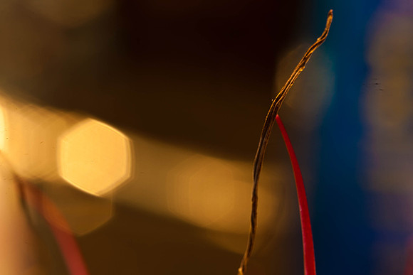 3029_macro_photography_5L8Y9638