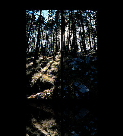DIPTYCH_FOREST_026