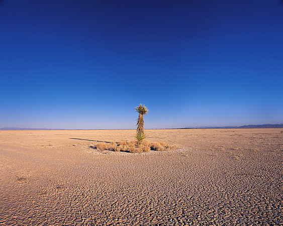 Stray Yucca