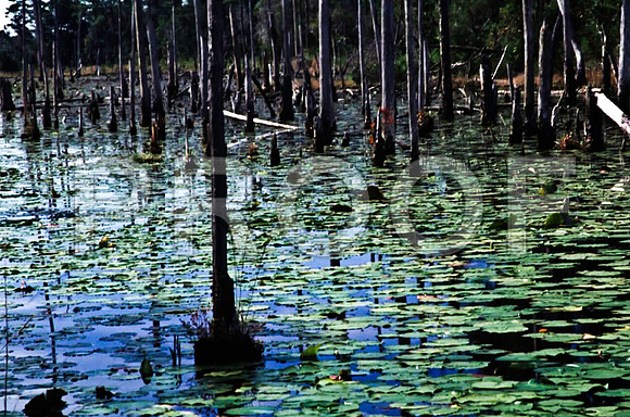 85651_SL_COLOR_PENSACOLA_FL_97_10